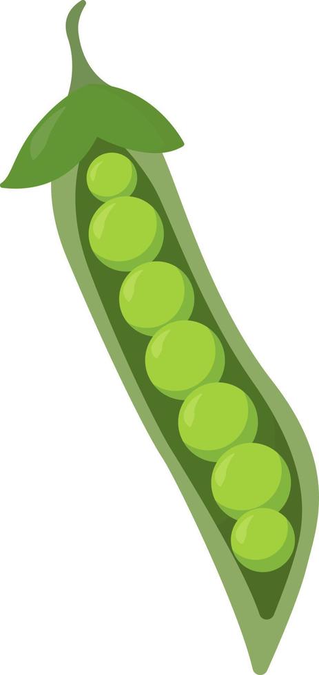 Fresh peas , illustration, vector on white background