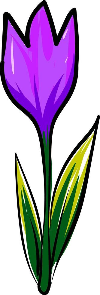 Crocus flower, illustration, vector on white background.