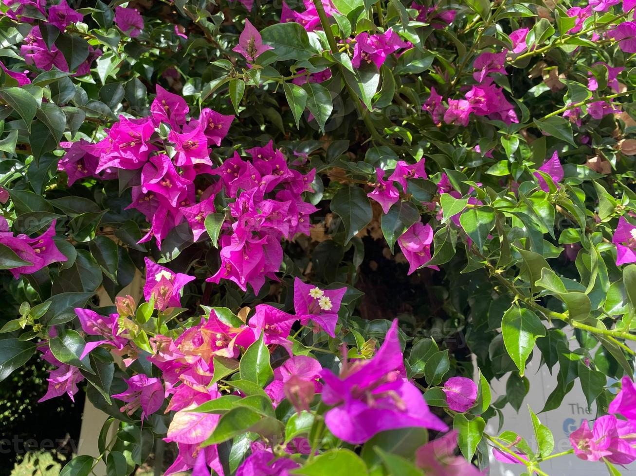 Purple and pink flowers are natural against the background of green leaves in a warm tropical country, resort photo