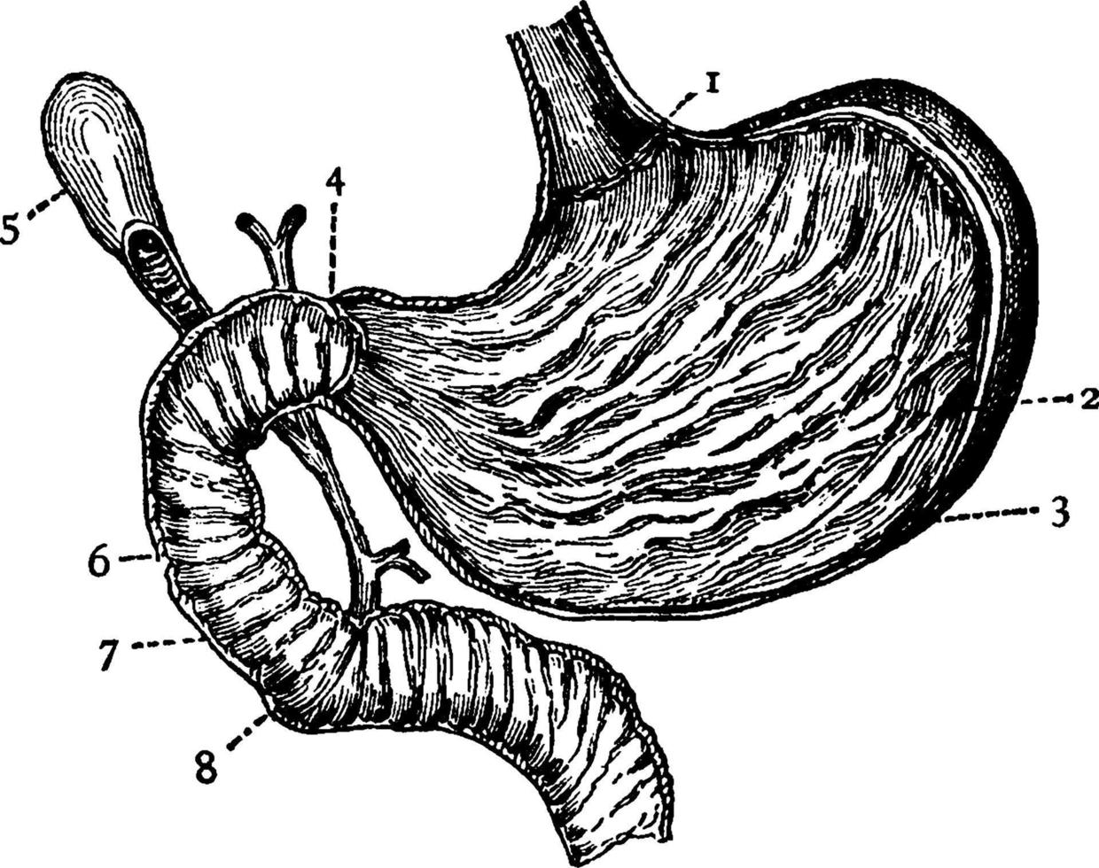 Stomach, vintage illustration. vector