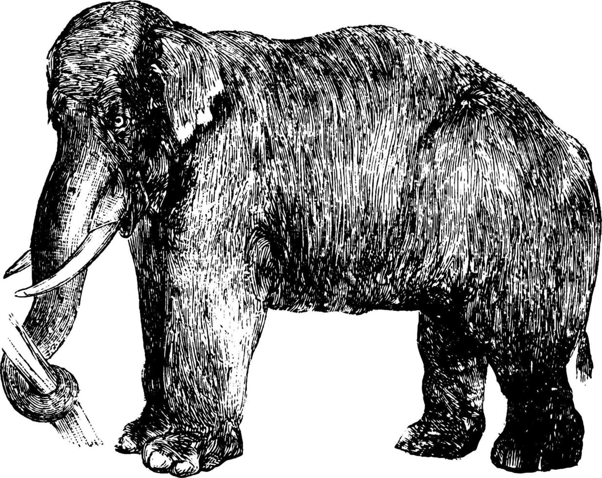 Elephant, vintage illustration. vector