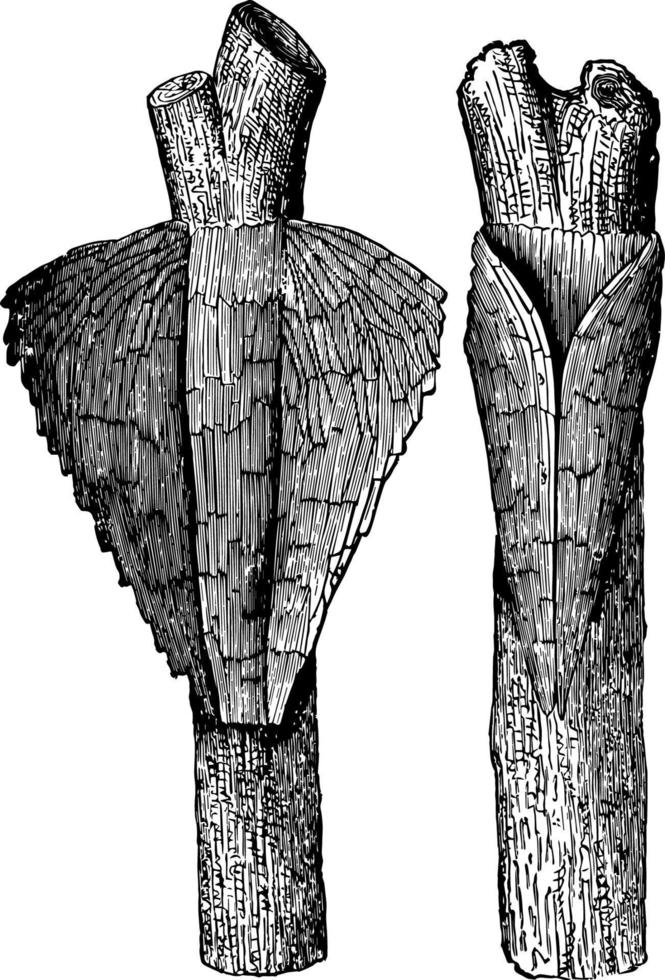 capullo de pyralis corticalis ilustración vintage. vector