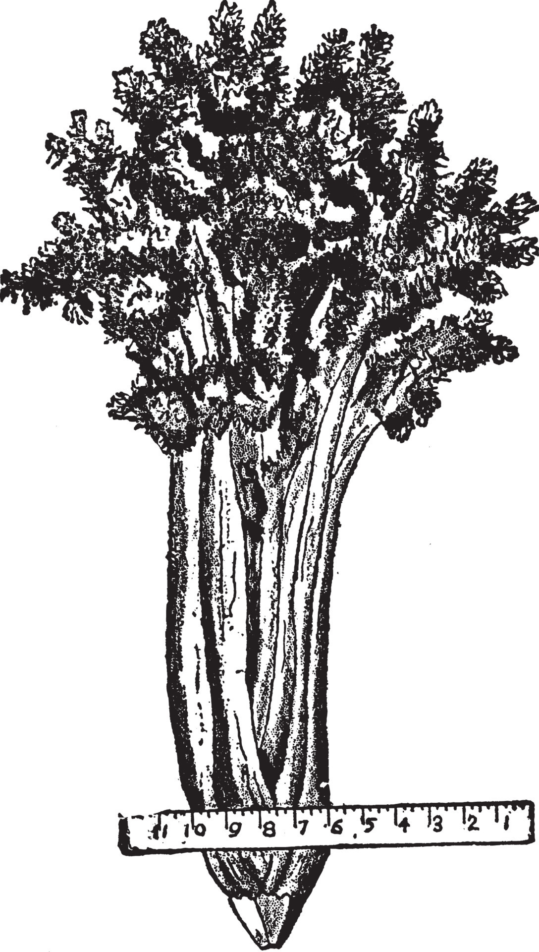 Celery Plant vintage illustration. 13609251 Vector Art at Vecteezy