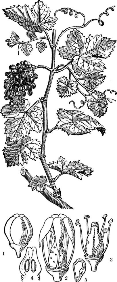 Common Grapevine vintage illustration. vector