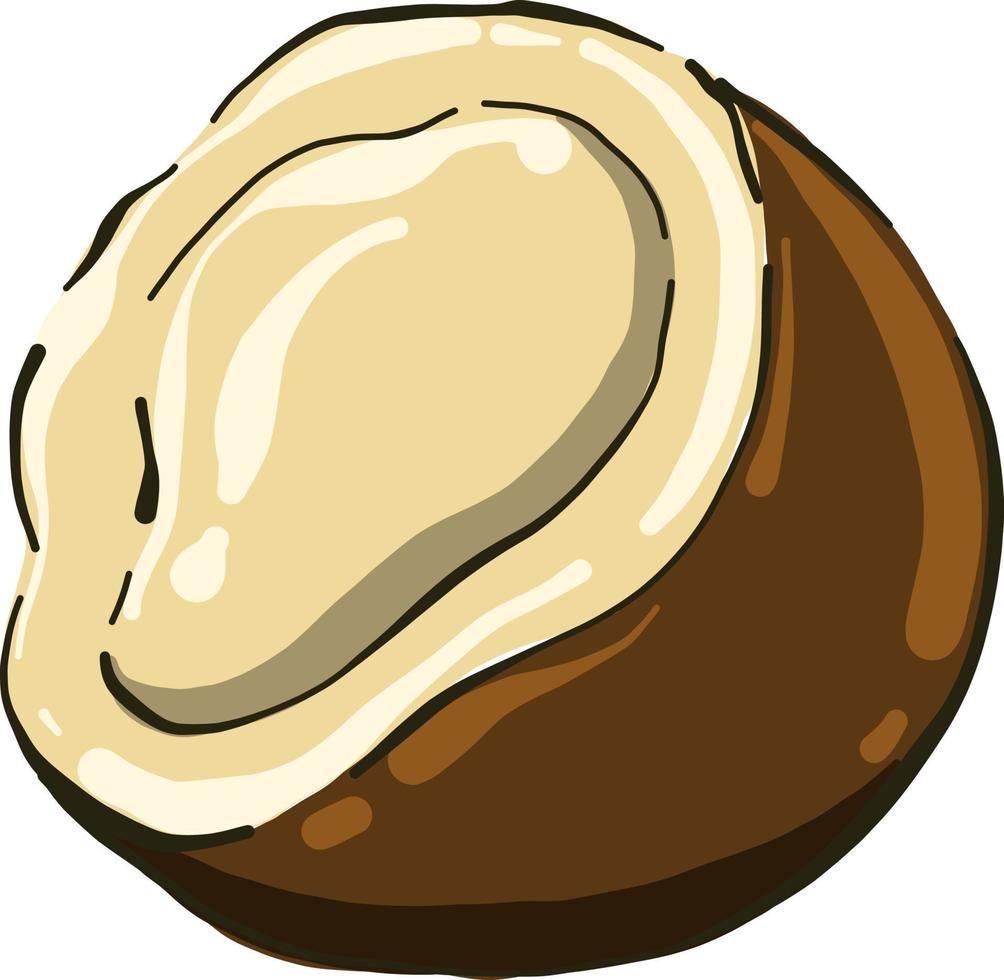 Coconut in half, illustration, vector on white background.