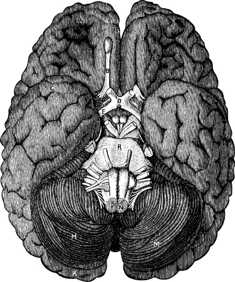 Base of the brain, vintage illustration. vector