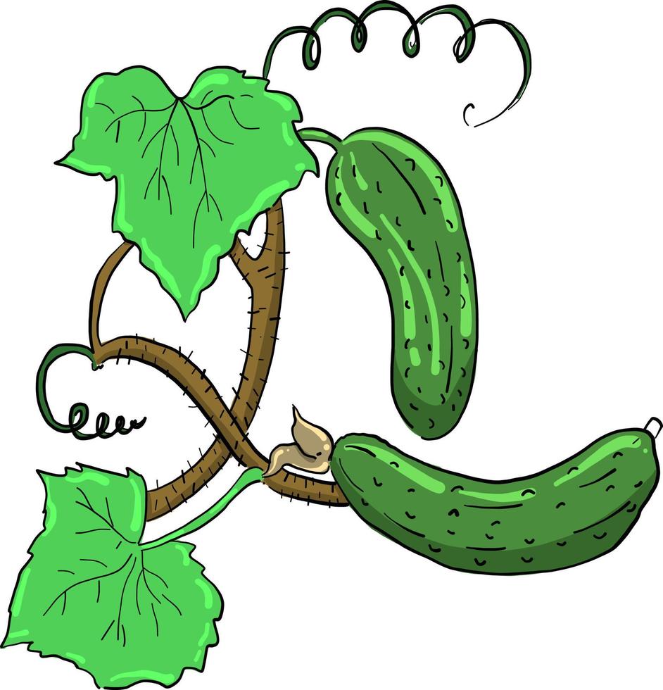 Fresh cucumber , illustration, vector on white background