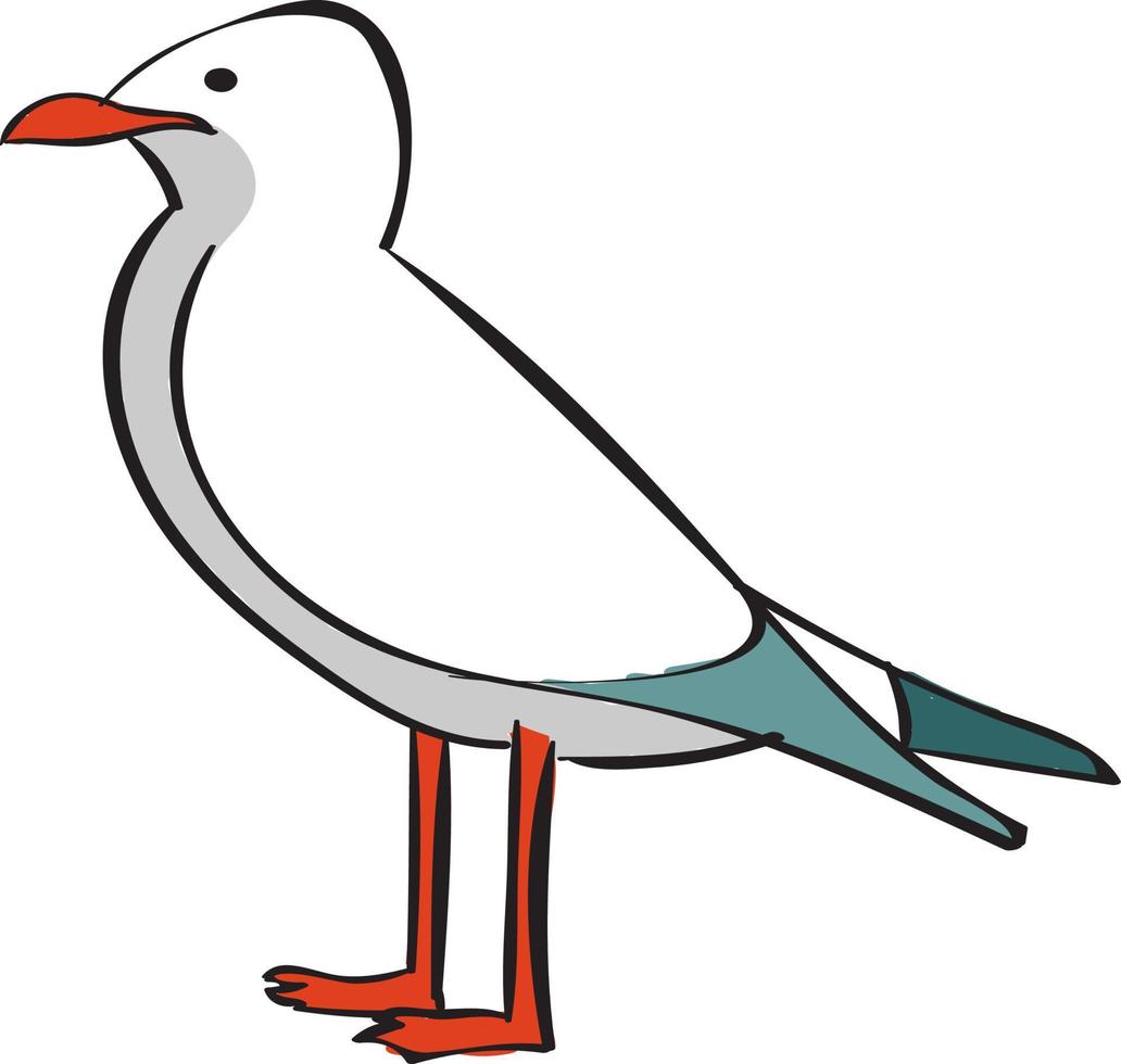 Sea gull, illustration, vector on white background.