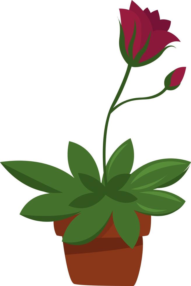 Home plant , illustration, vector on white background