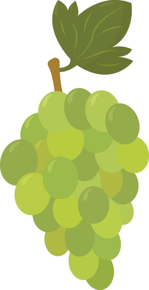 uvas verdes, ilustración, vector sobre fondo blanco