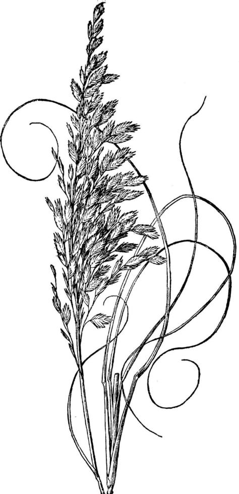 Virginia Cut Grass vintage illustration. vector