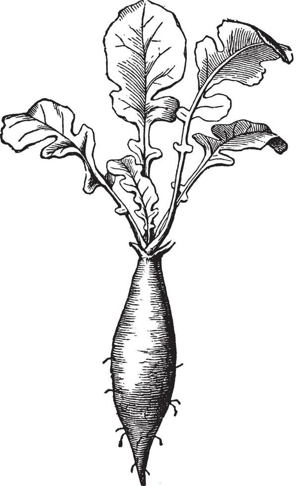 Taproot vintage illustration. vector