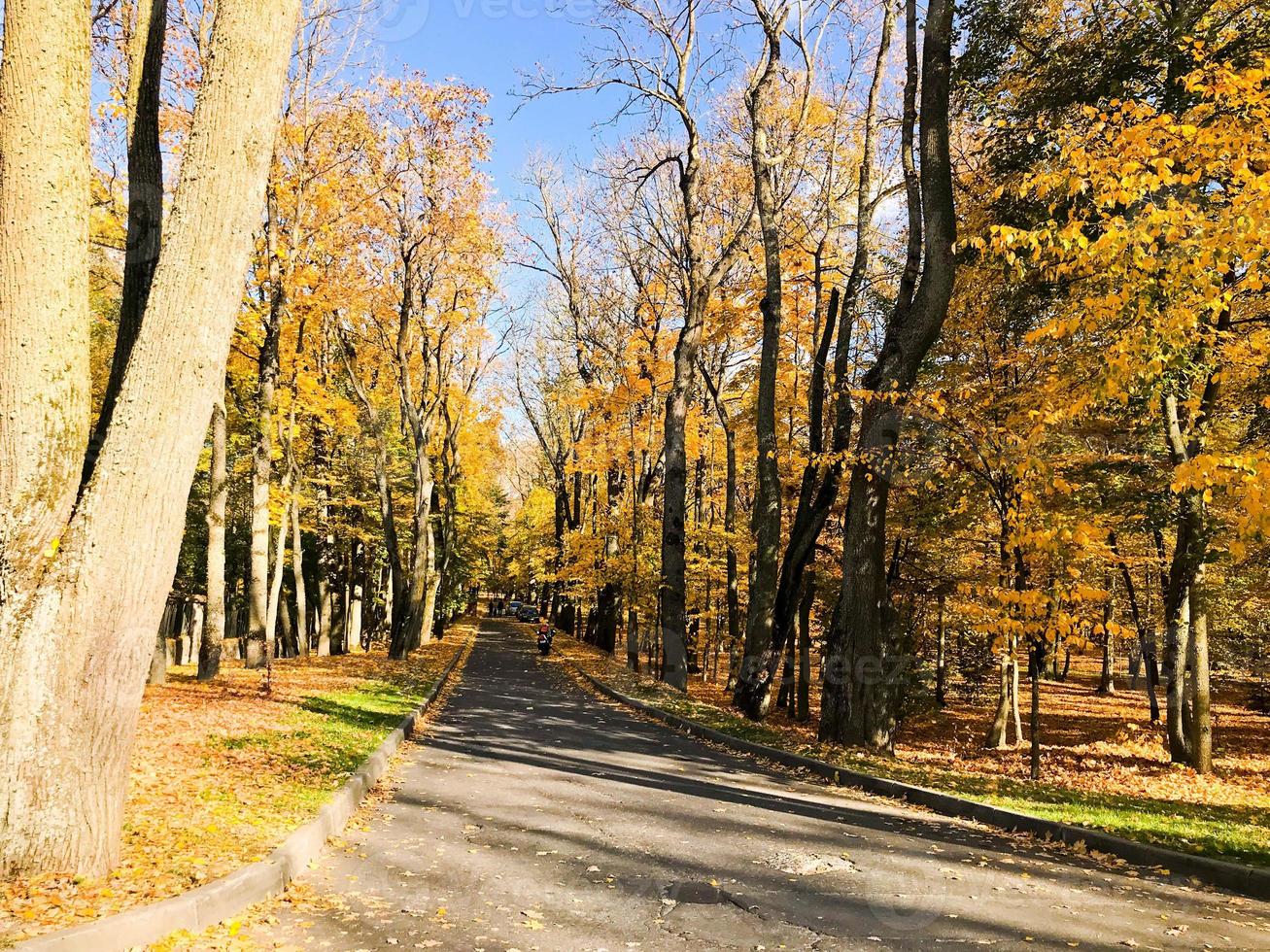 Asphalt road in the autumn park surrounded by trees with yellow leaves in the park photo