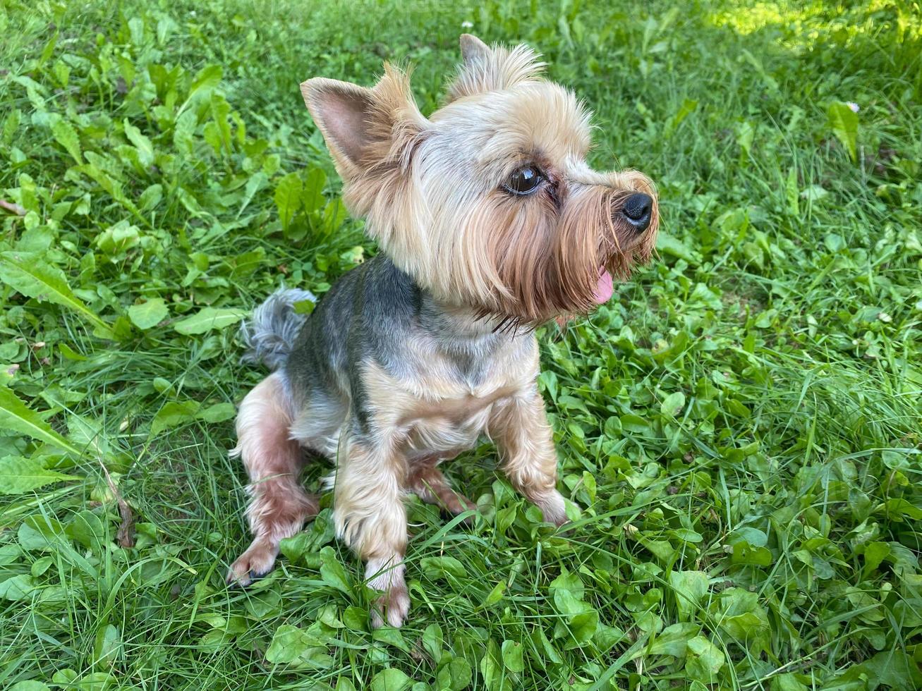 Cheerful beautiful small domestic purebred dog Yorkshire terrier sits on green grass photo