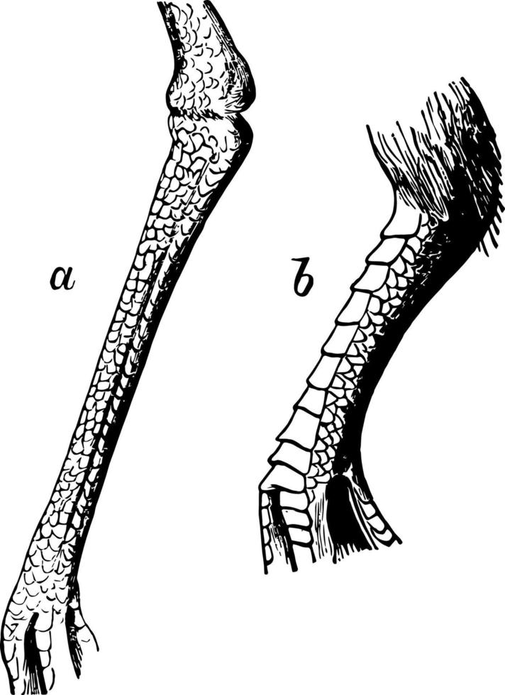 Reticulate Tarsus of a Plover vintage illustration. vector