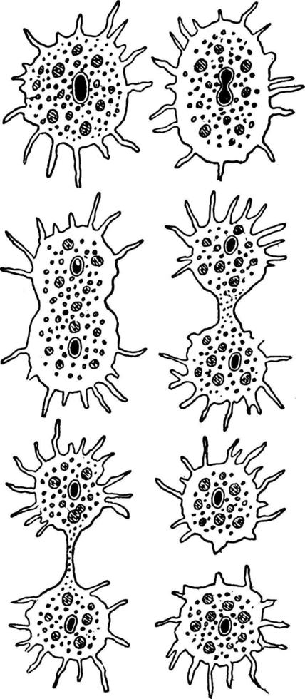 Amoeba, vintage illustration. vector