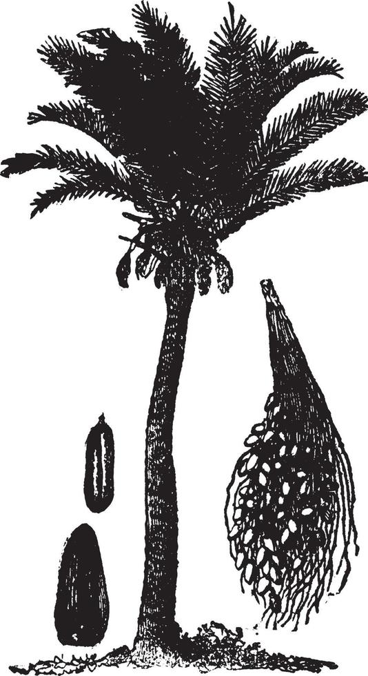 Date Palm vintage illustration. vector