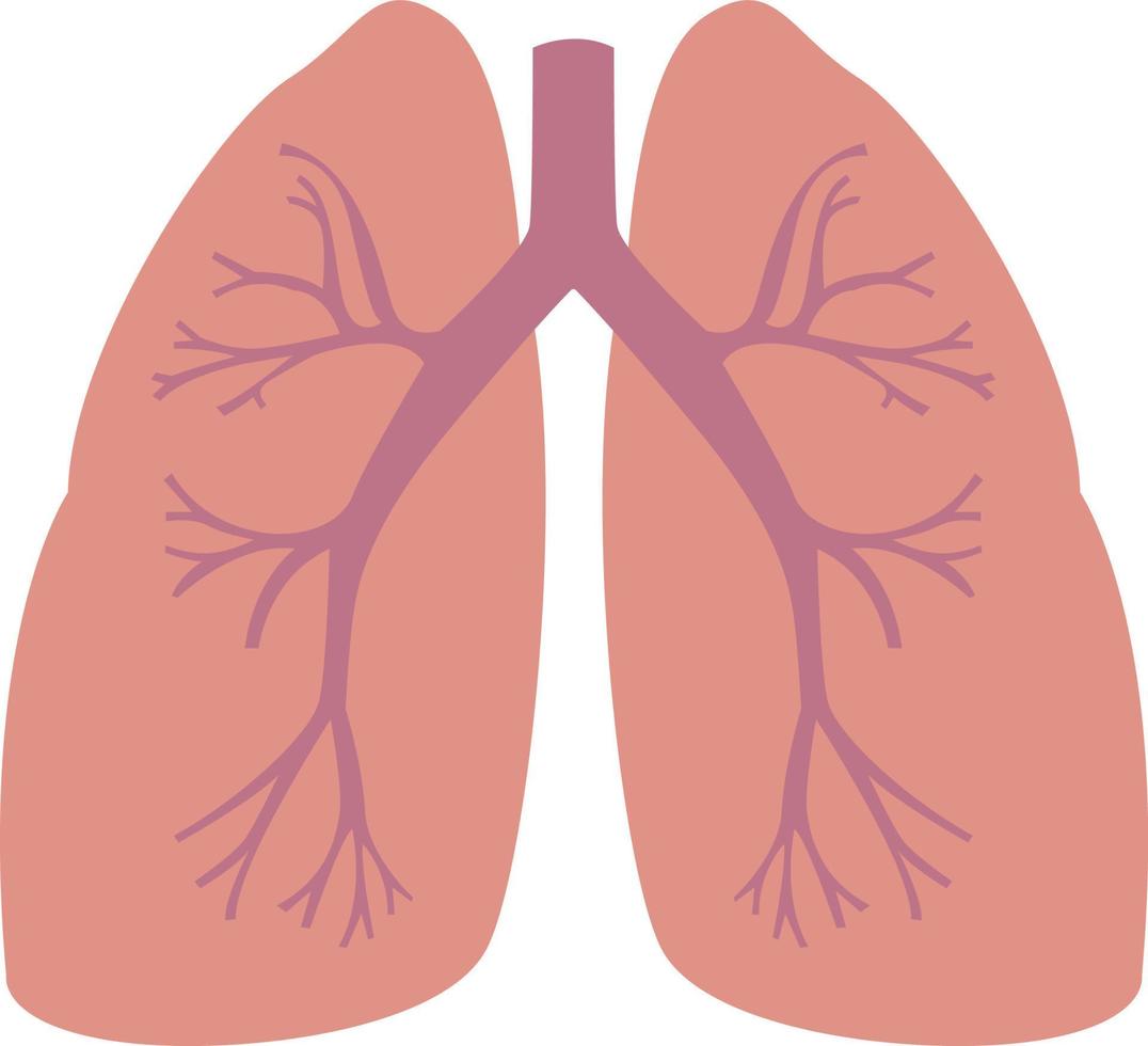 Humans lungs, illustration, vector on white background.