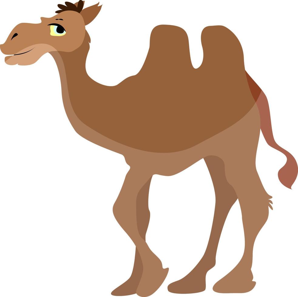 camello marrón, ilustración, vector sobre fondo blanco.