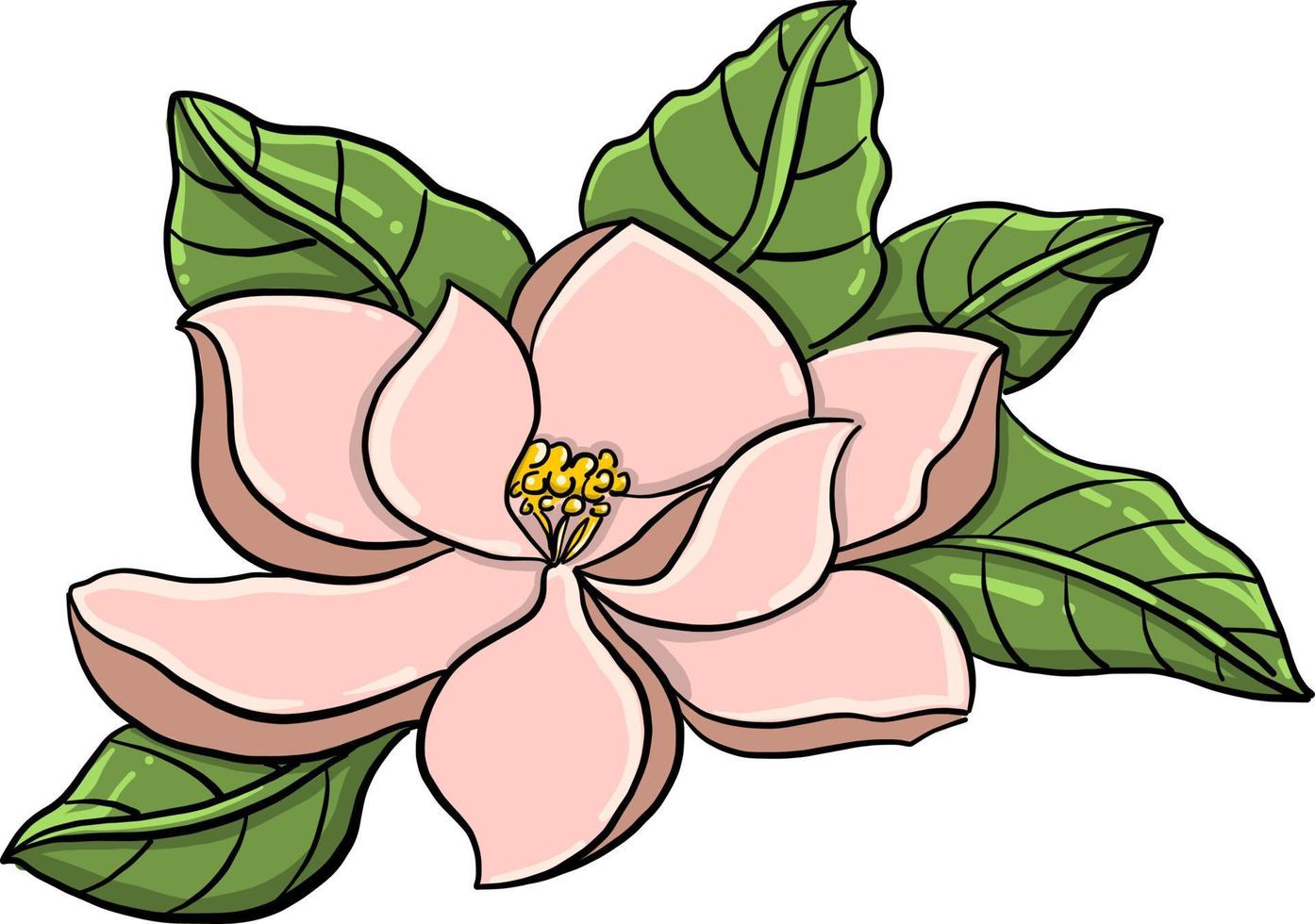 Magnolia flower , illustration, vector on white background