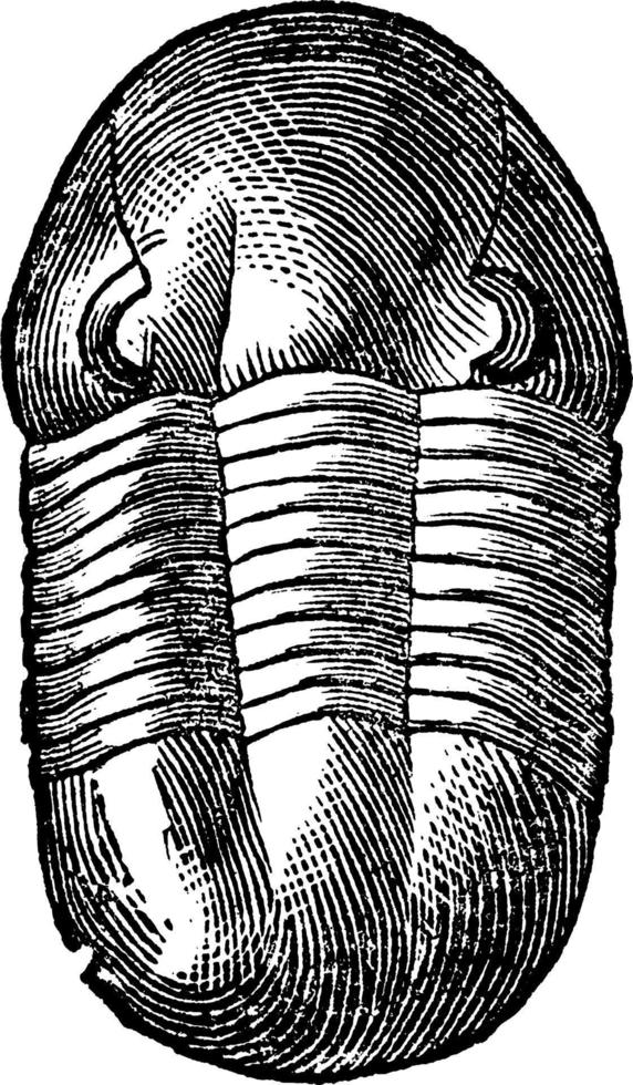 Trilobite Illaenus crassicauda, vintage illustration. vector