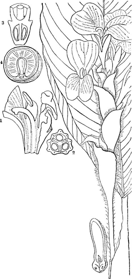 Calathea vintage illustration. vector