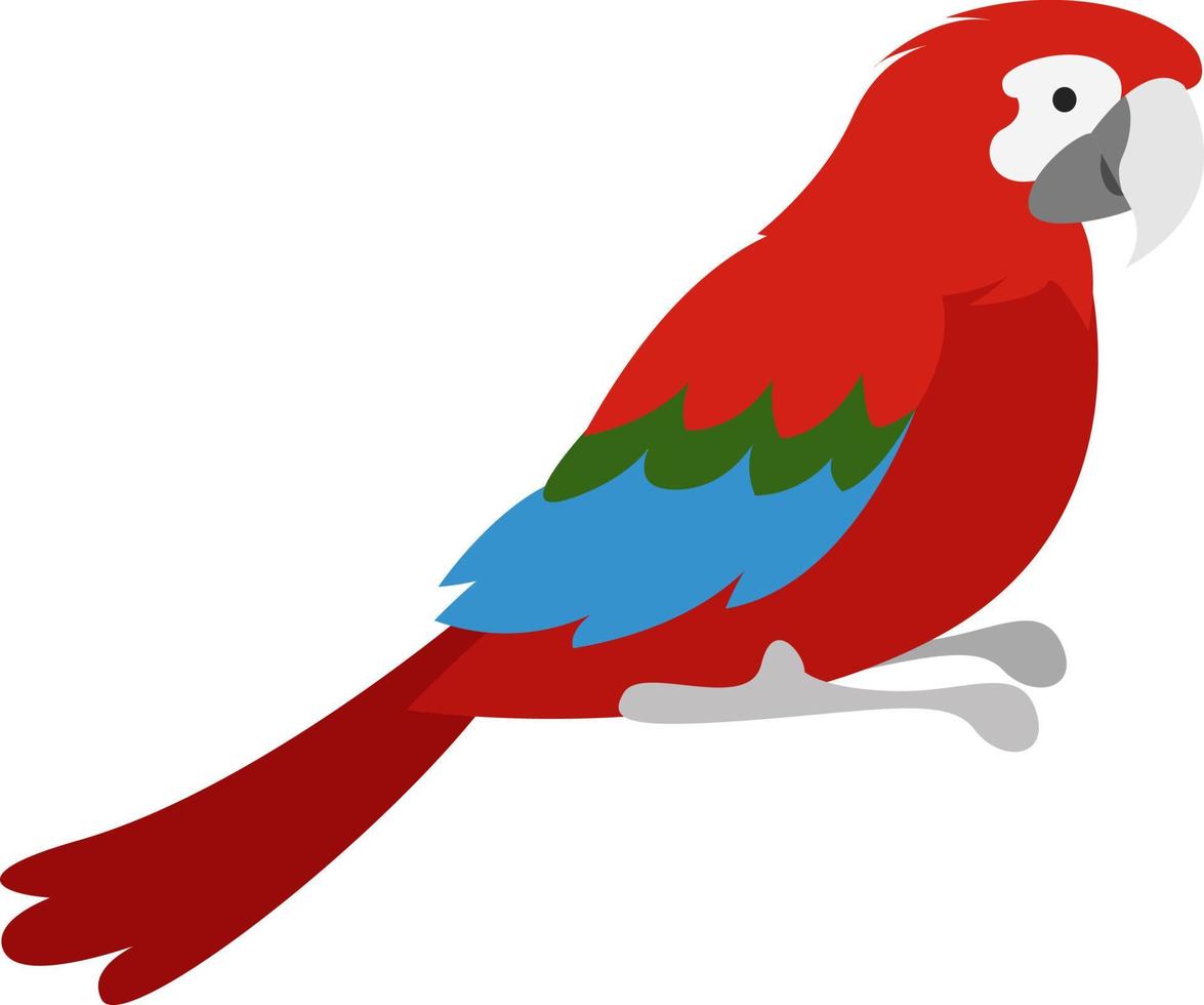 Red parrot, illustration, vector on white background