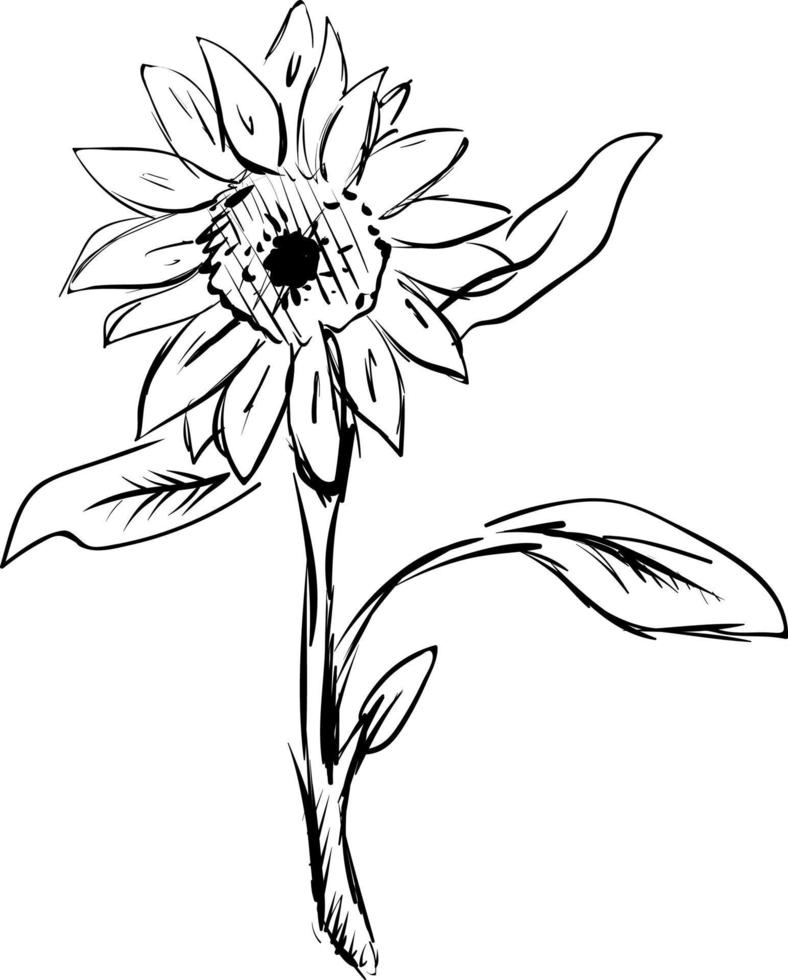 Sunflower sketch, illustration, vector on white background.