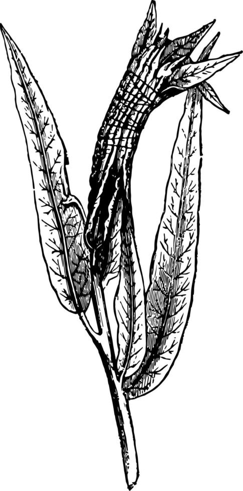 Willow Leaves Rolled by a Caterpillar vintage illustration. vector