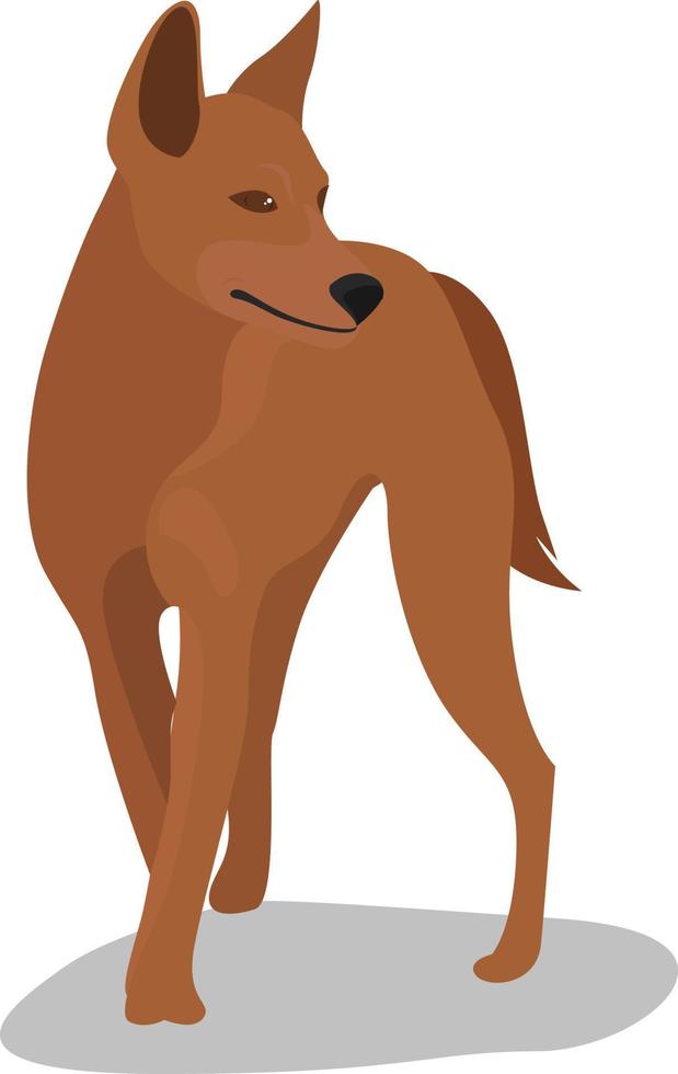 Dingo dog, illustration, vector on white background