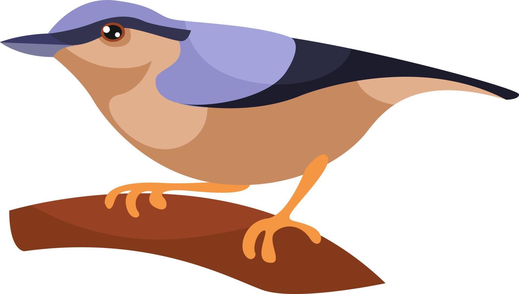 Wood nuthatch, illustration, vector on white background