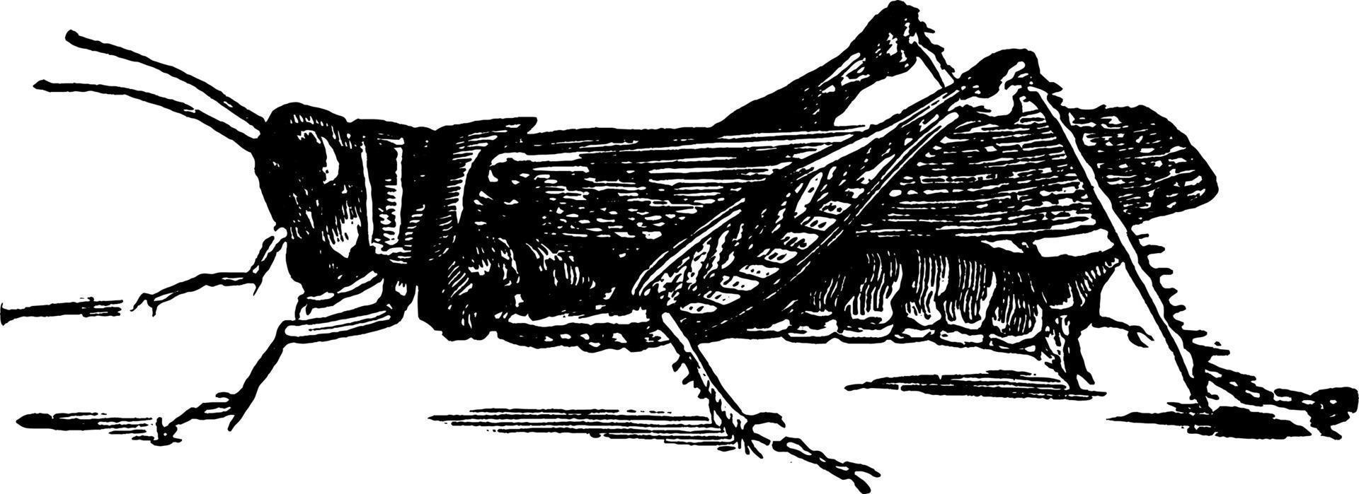 Atlantis Grasshopper, vintage illustration. vector