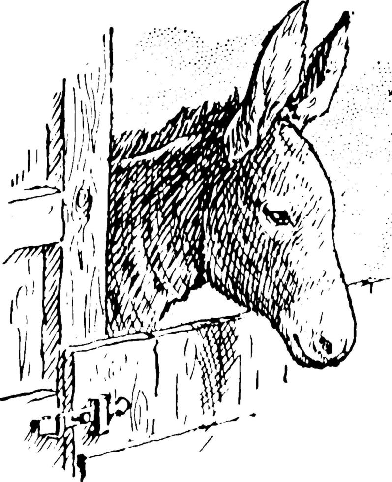 Donkey, vintage illustration. vector