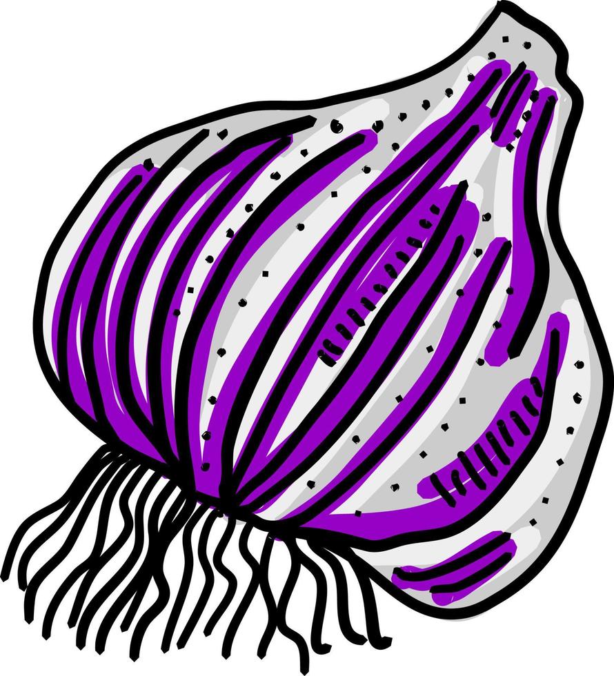 Red garlic, illustration, vector on white background.