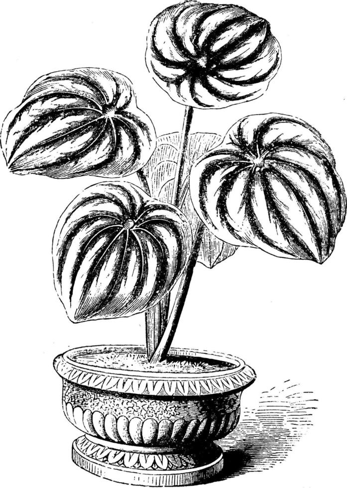 Peperomia Saundersii vintage illustration. vector