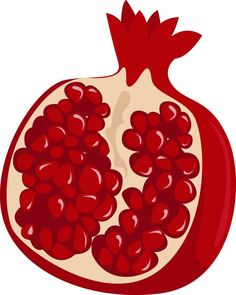 Pomegranate fruit, illustration, vector on white background
