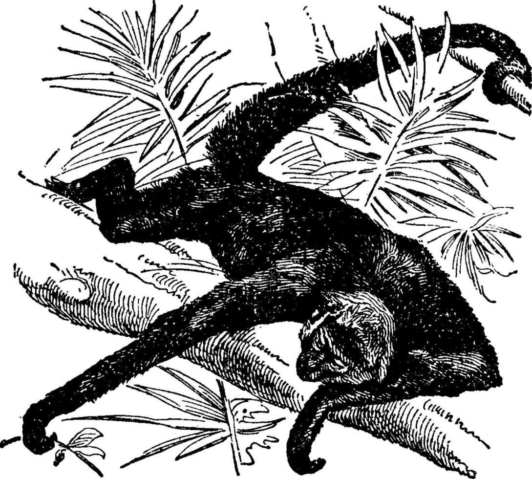 Spider Monkey or New World Monkeys, vintage illustration. vector