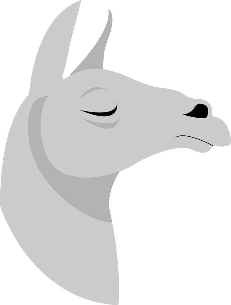 Lama, illustration, vector on white background.