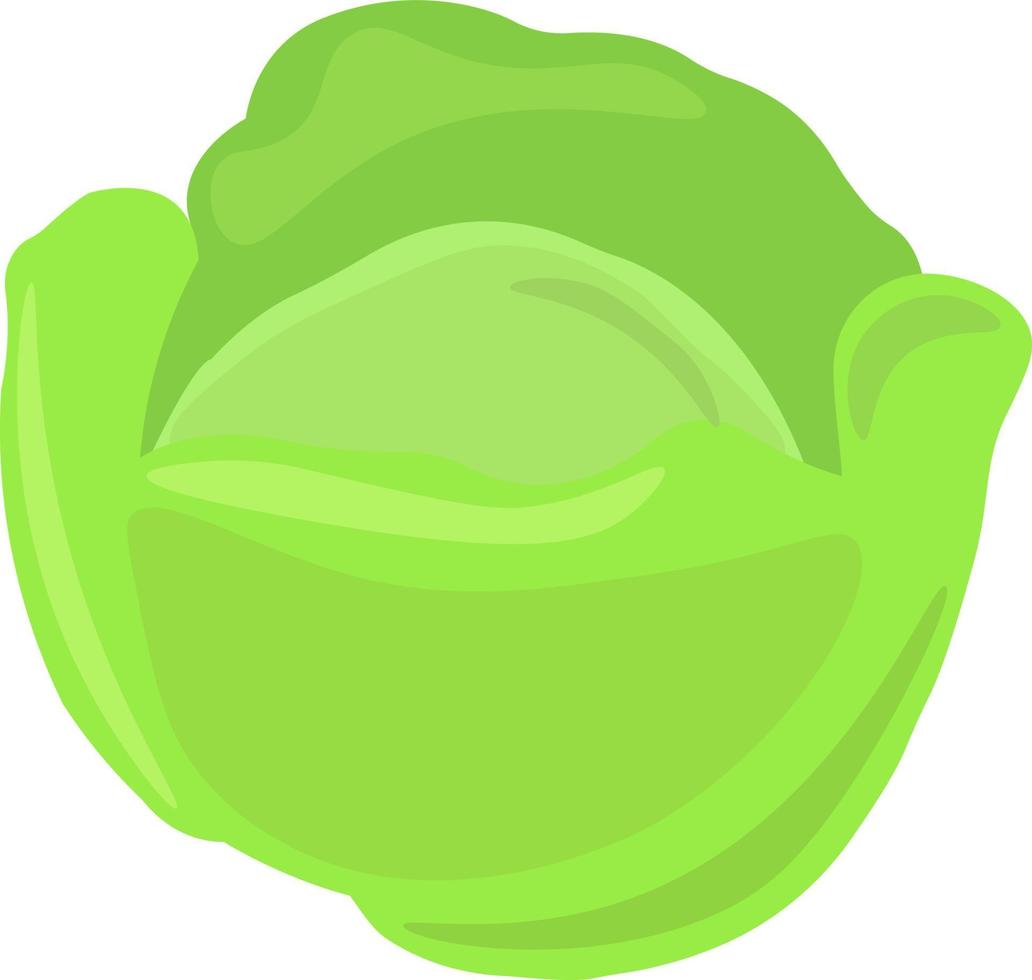 repollo verde, ilustración, vector sobre fondo blanco.