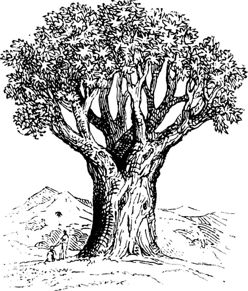 Dragon Tree vintage illustration. vector