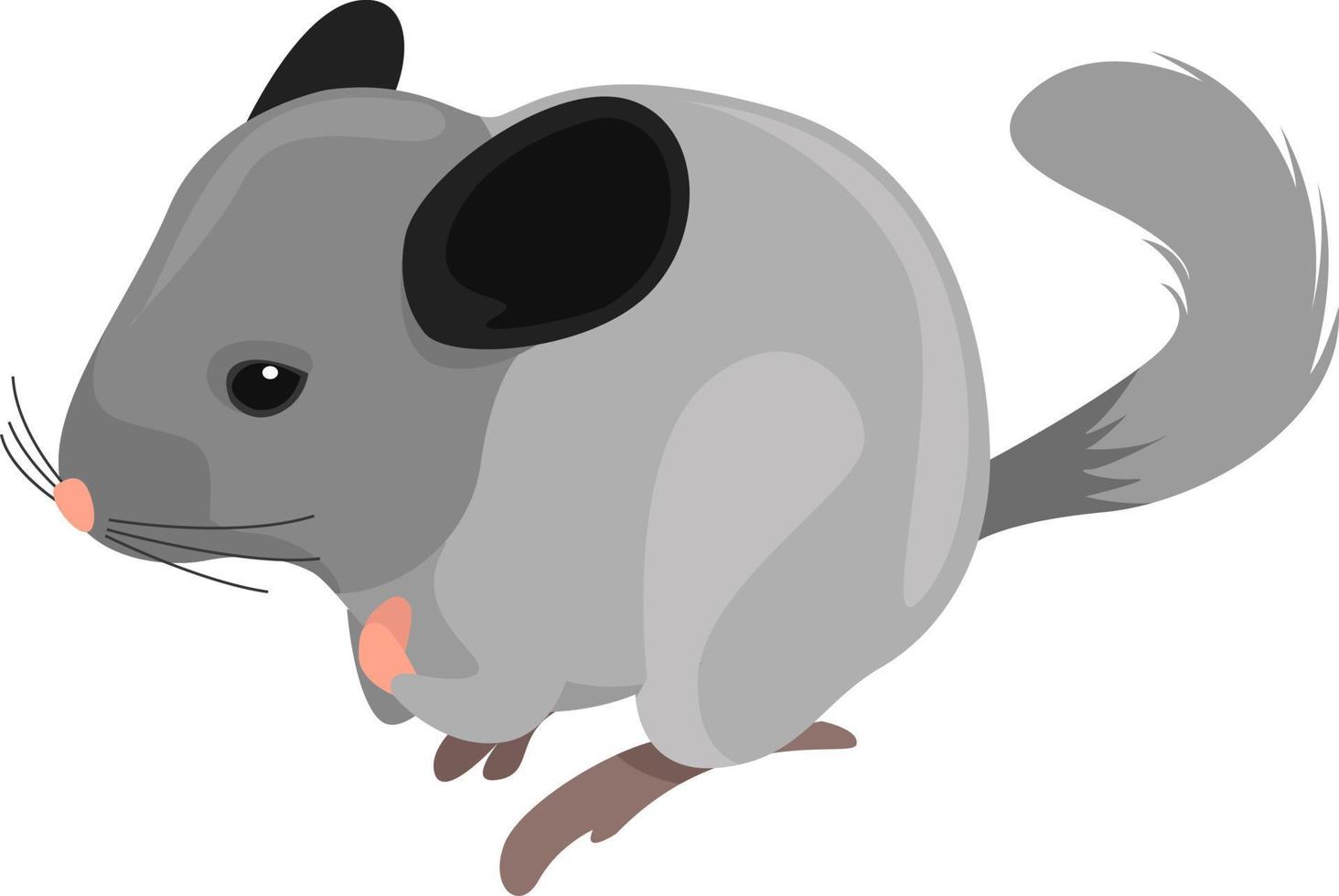 White chinchila, illustration, vector on white background