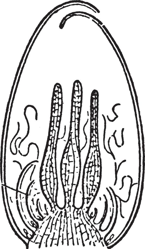 Bryophyta vintage illustration. vector