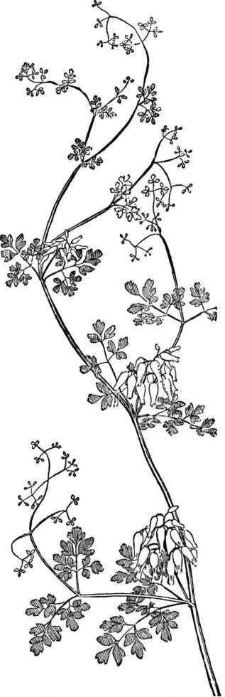 ilustración vintage de adlumia fungosa. vector