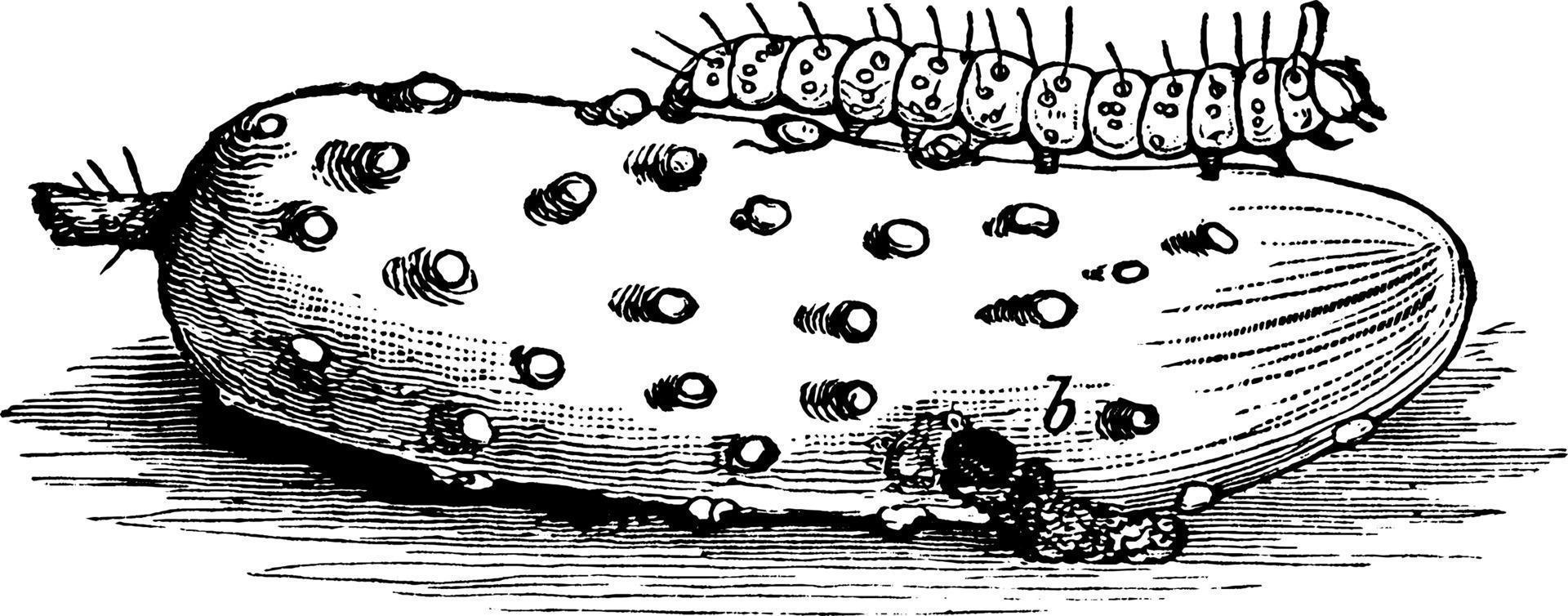 Pickle Moth Larva, vintage illustration. vector
