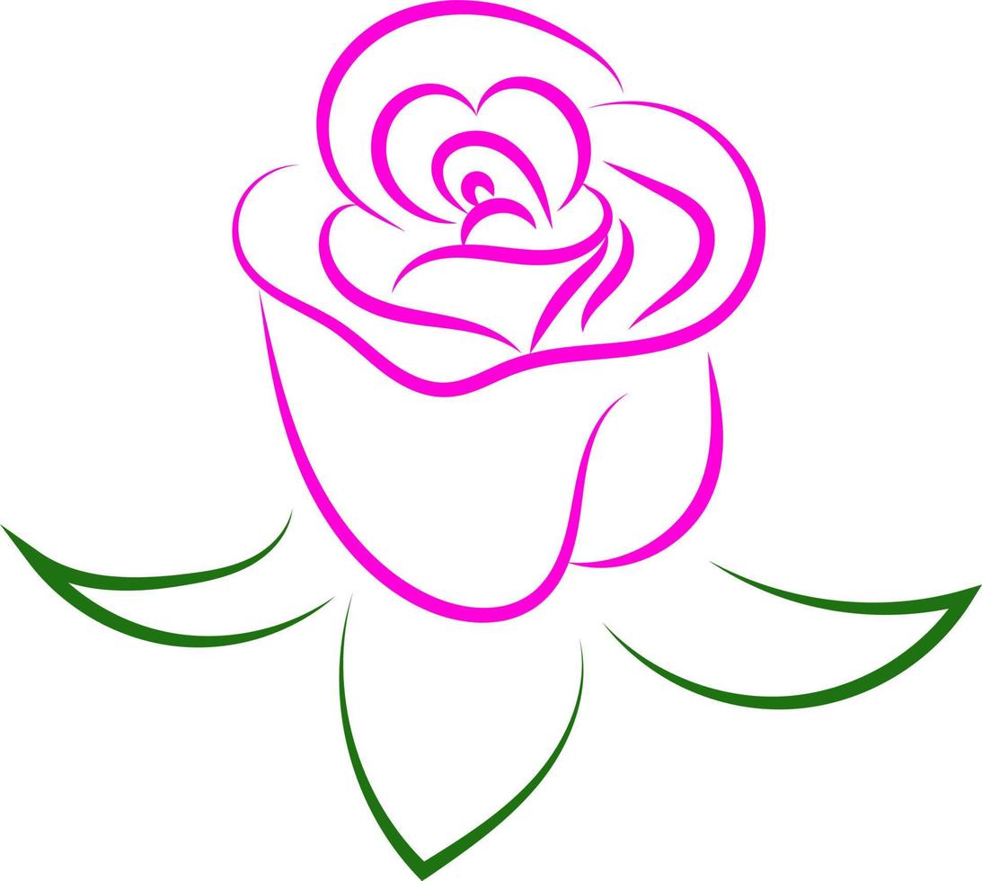 Rosa rosa dibujo, ilustración, vector sobre fondo blanco.