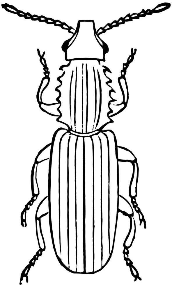 Saw Toothed Grain Beetle, vintage illustration. vector