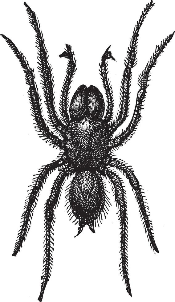 Atypus, vintage illustration. vector