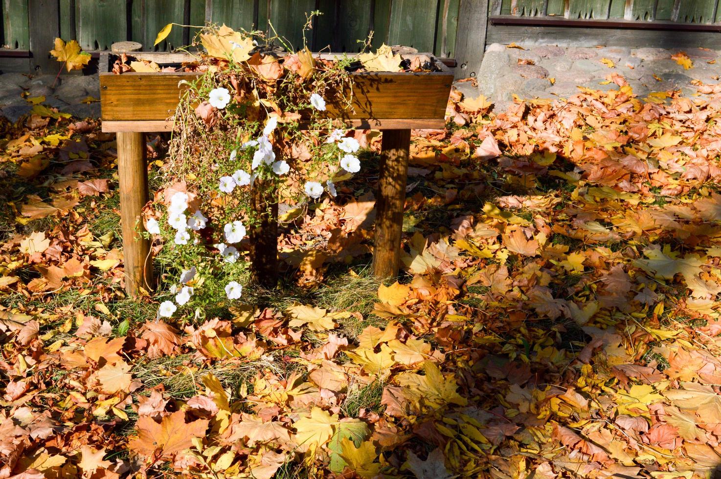 Beautiful bright wooden flower bed for white flowers covered with a layer of autumn yellow fallen leaves photo