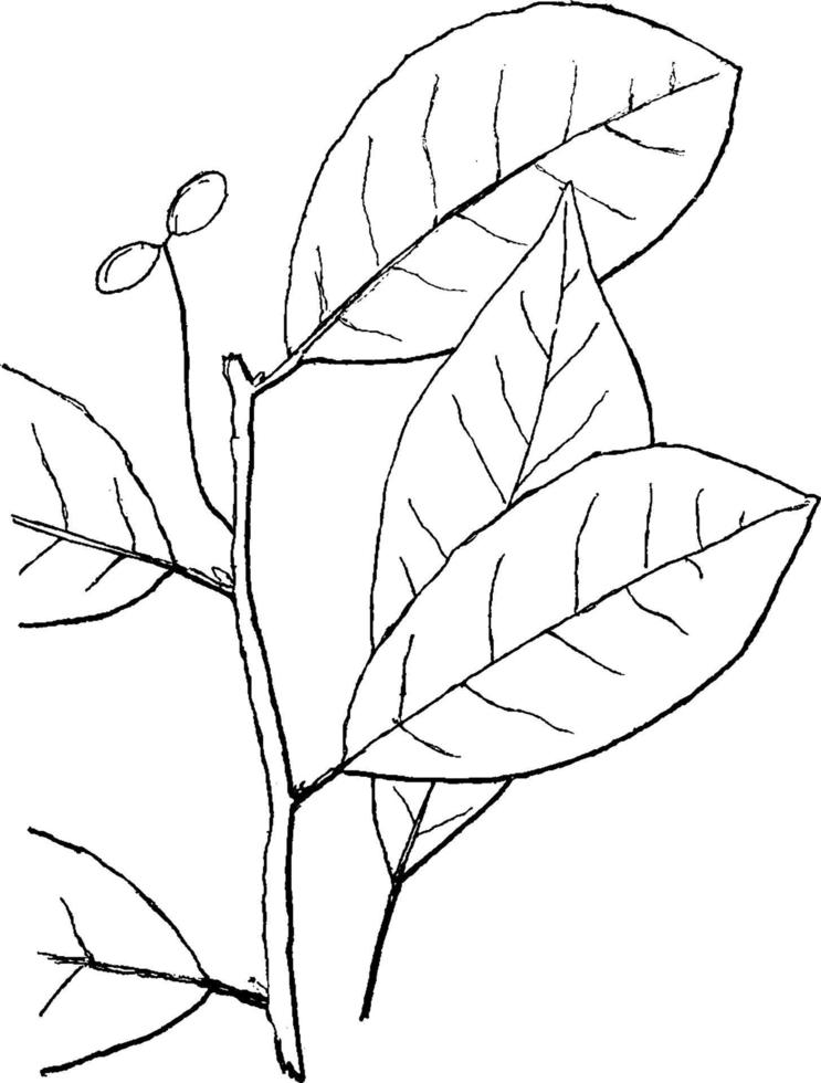 género nyssa, l. ilustración vintage de goma agria. vector
