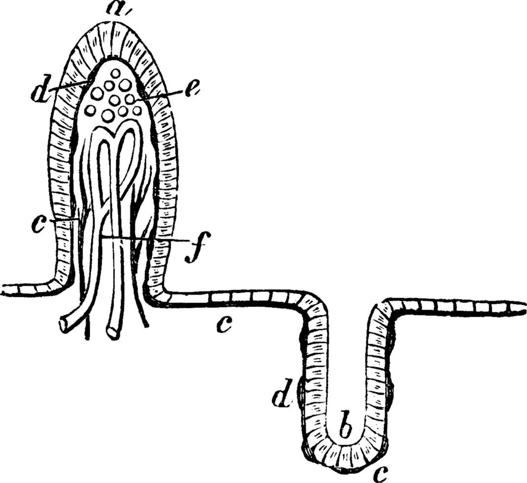 membrana mucosa, ilustración vintage. vector